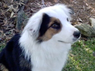 Bundie (Border Collie)