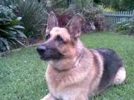 Charlie (German Shepherd)