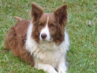 Coco (Border Collie)