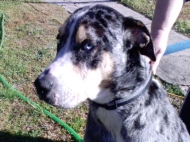 Indy (Australian Koolie)