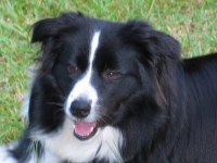 Jess