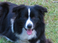 Jess (Border Collie)