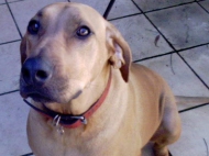 Kelly (Rhodesian Ridgeback)