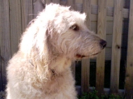 Spencer (Labradoodle)