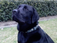 Star (Labrador)