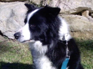 Tasha (Border Collie)